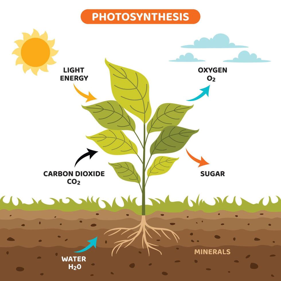 The Diagram Of Photosynthesis Process vector