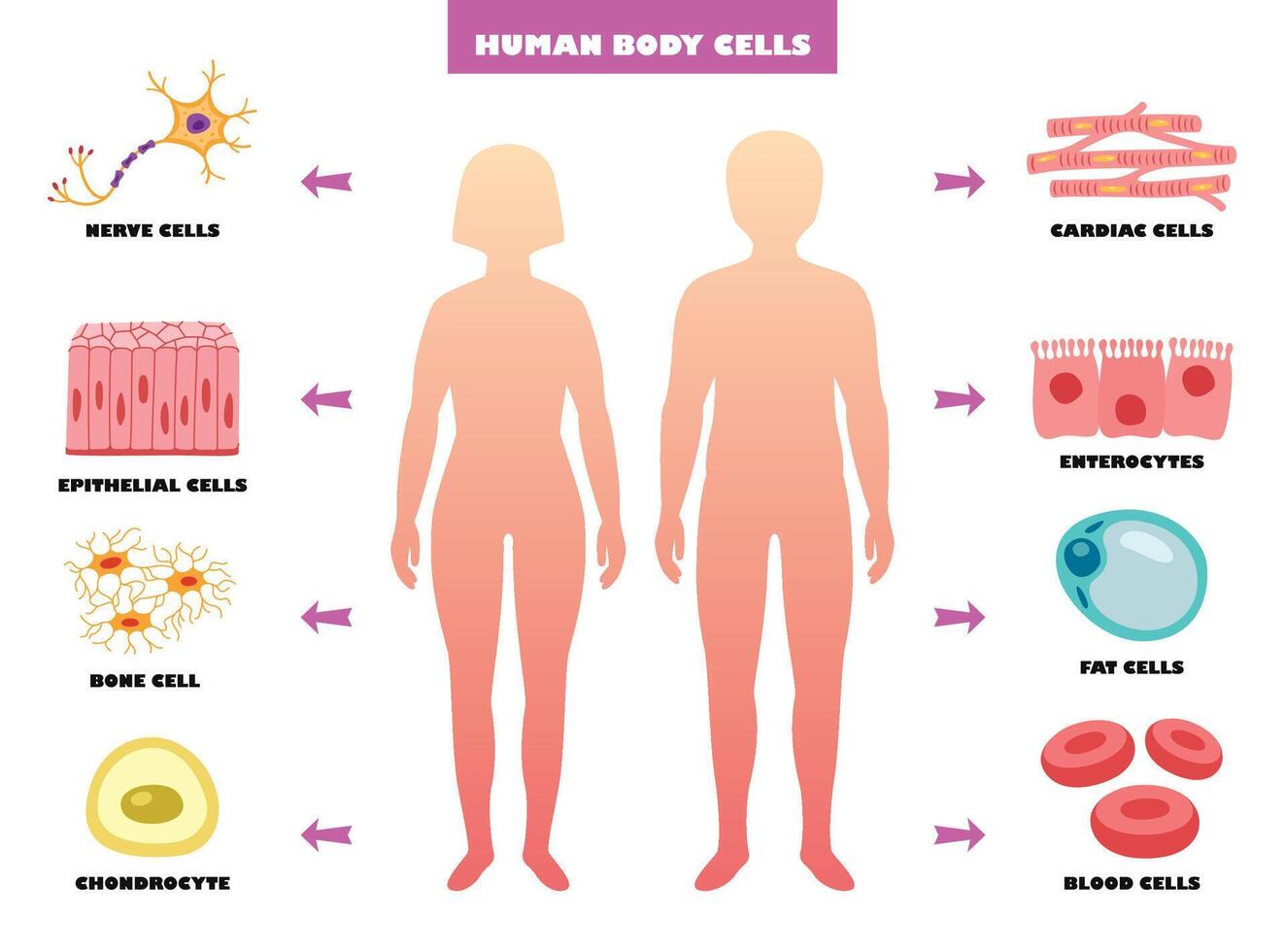 Anatomy Of Human Body Cells vector