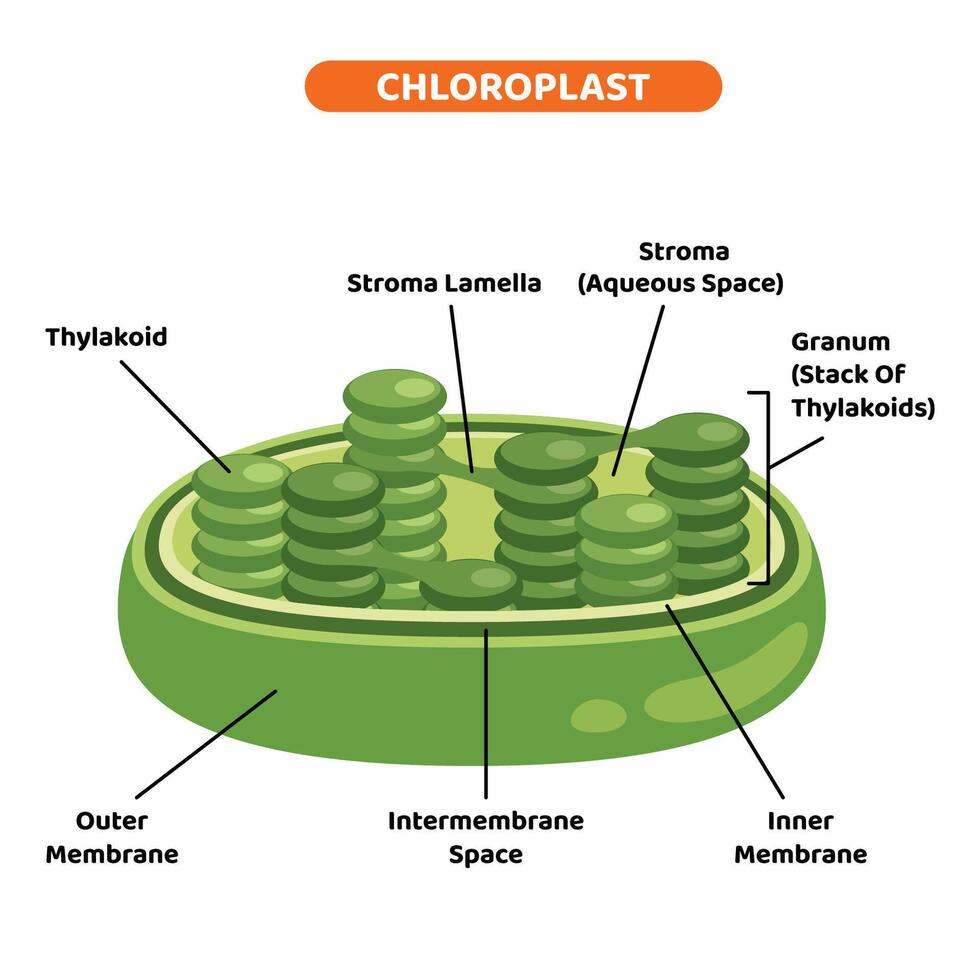 The Structure Of Plant Chloroplast vector