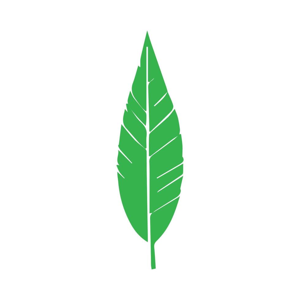 Green leaf icon. Leaves icon on isolated background. Collection green leaf. Elements design for natural, eco, vegan, bio labels vector