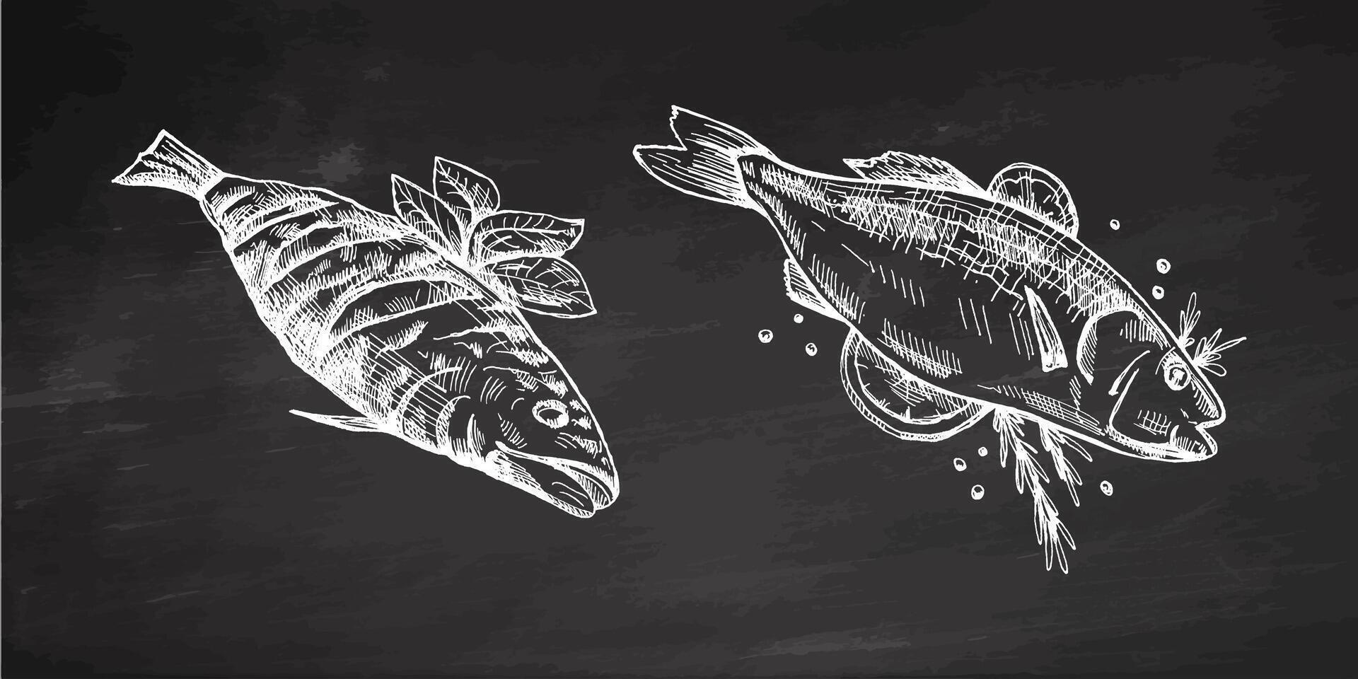 Hand-drawn monochrome sketch of barbecue fish. Doodle vintage illustration. Decorations for the menu of cafes and labels. Engraved image. vector
