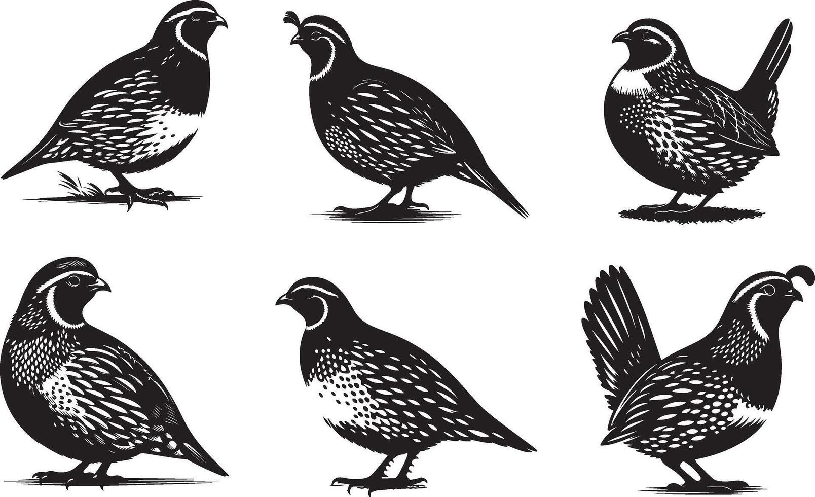 quail bird set illustration eps 10 vector