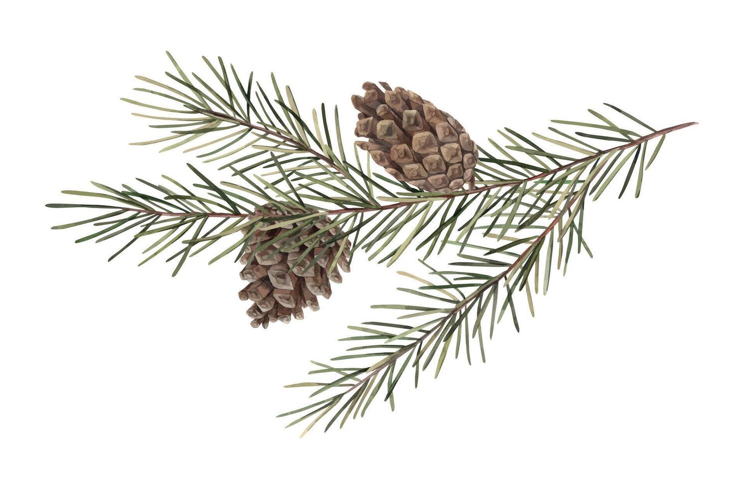 Fir branch with pine cones, Christmas watercolor botanical illustration. Illustration of pine branch, needles, branch. Drawings for Christmas and New Year holidays, invitations, cards, wrapping paper. vector