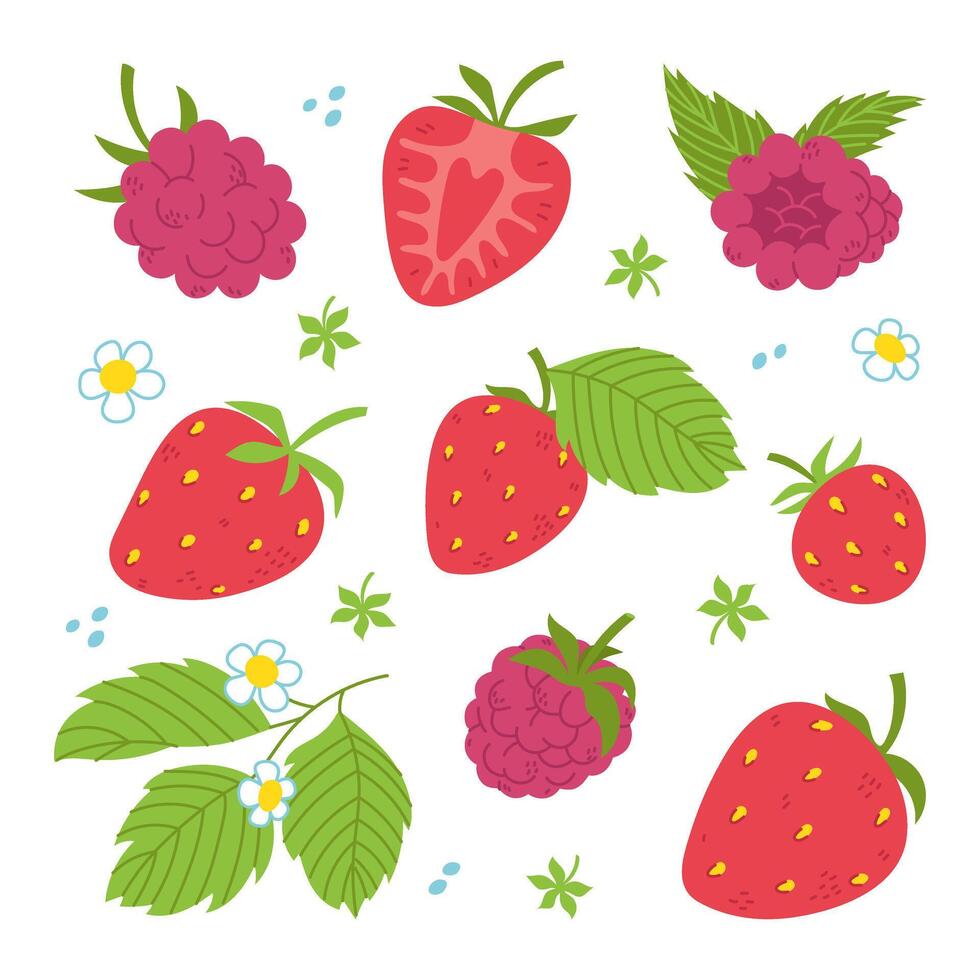 Fruits set. Strawberries and raspberries, whole and slices, leaves. Free hand illustration isolated on white vector