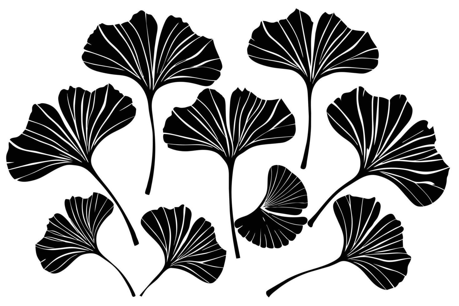 Drawing of ginkgo biloba plant Black silhouette vector