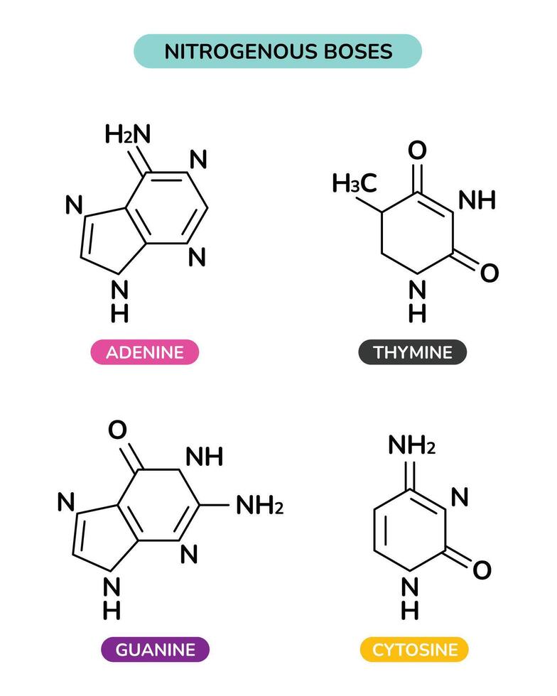 The Structure Of Nitrogenous Boses vector