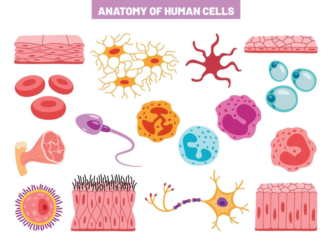Anatomy Of Human Body Cells vector