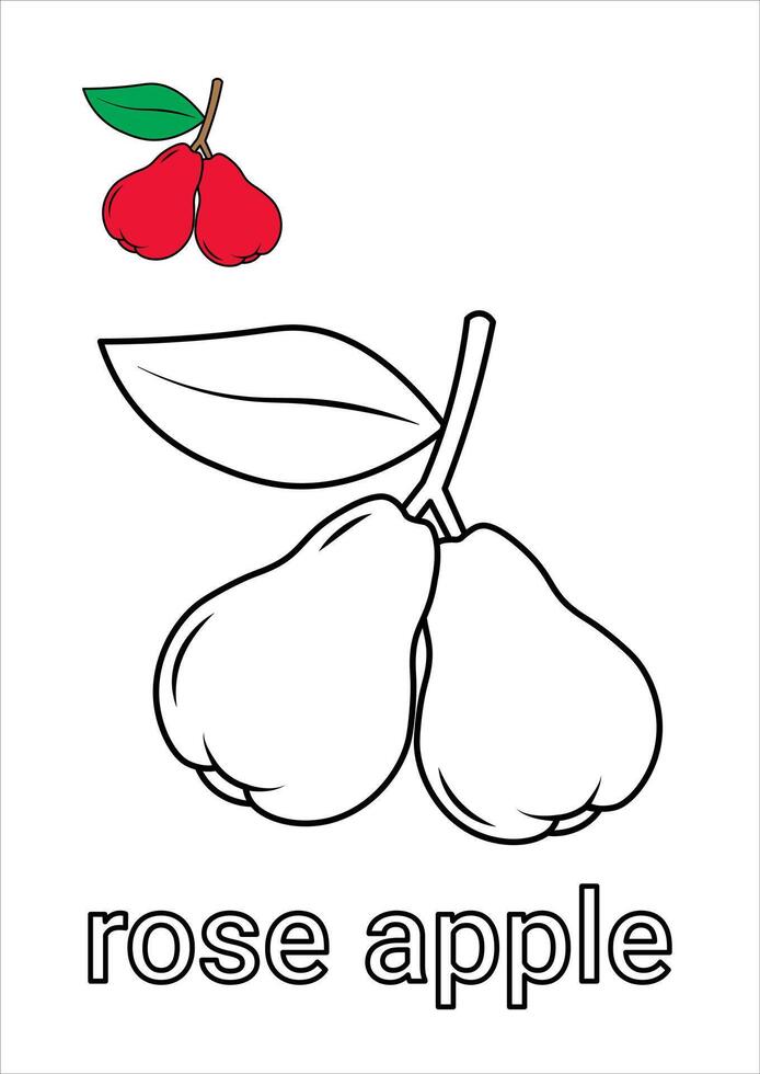 Rose Apple Coloring Page for Kids vector