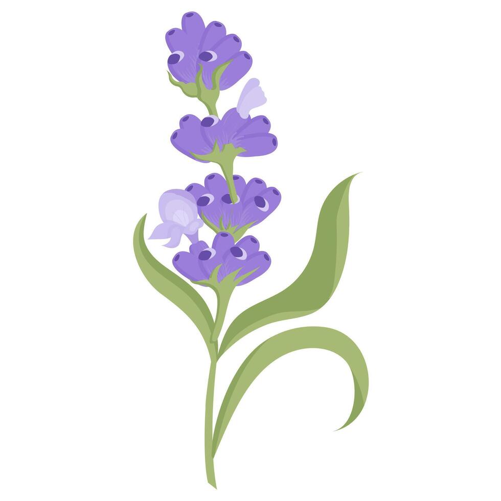 Delicate lavender flower in flat style. illustration isolated on white background. vector