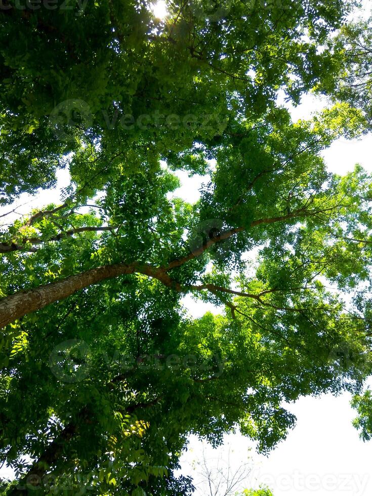 the tree in the forest photo