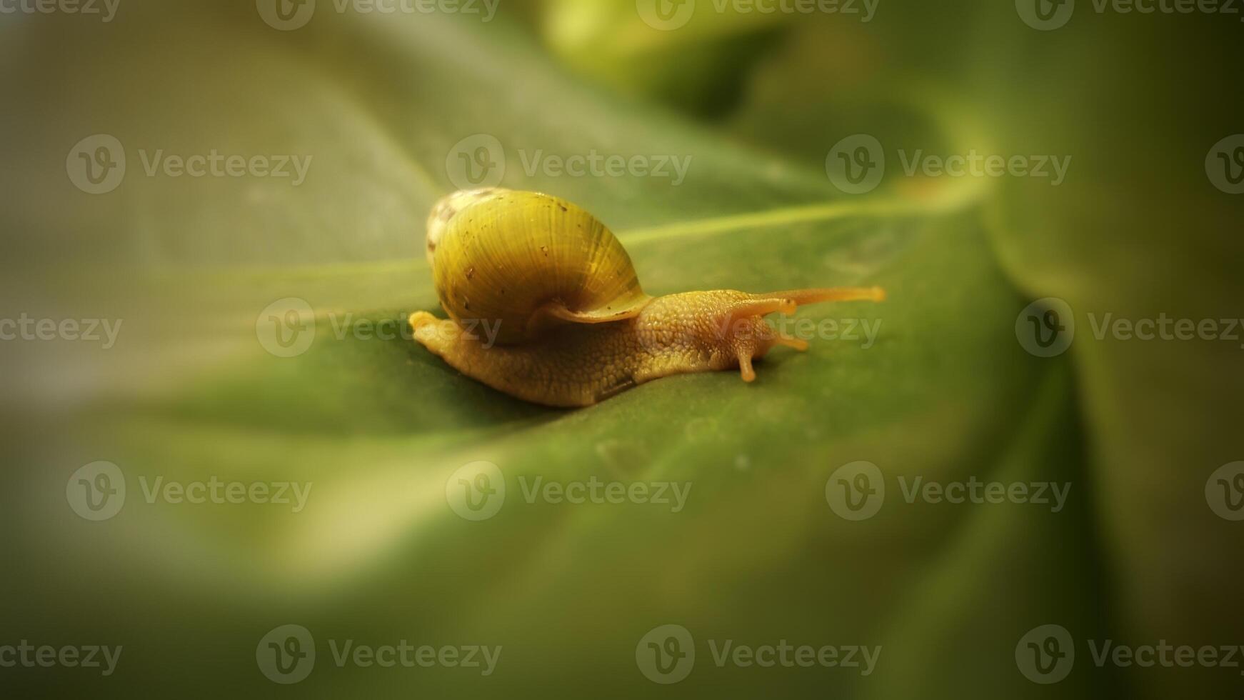 close up of tiny green snail on the leaf photo