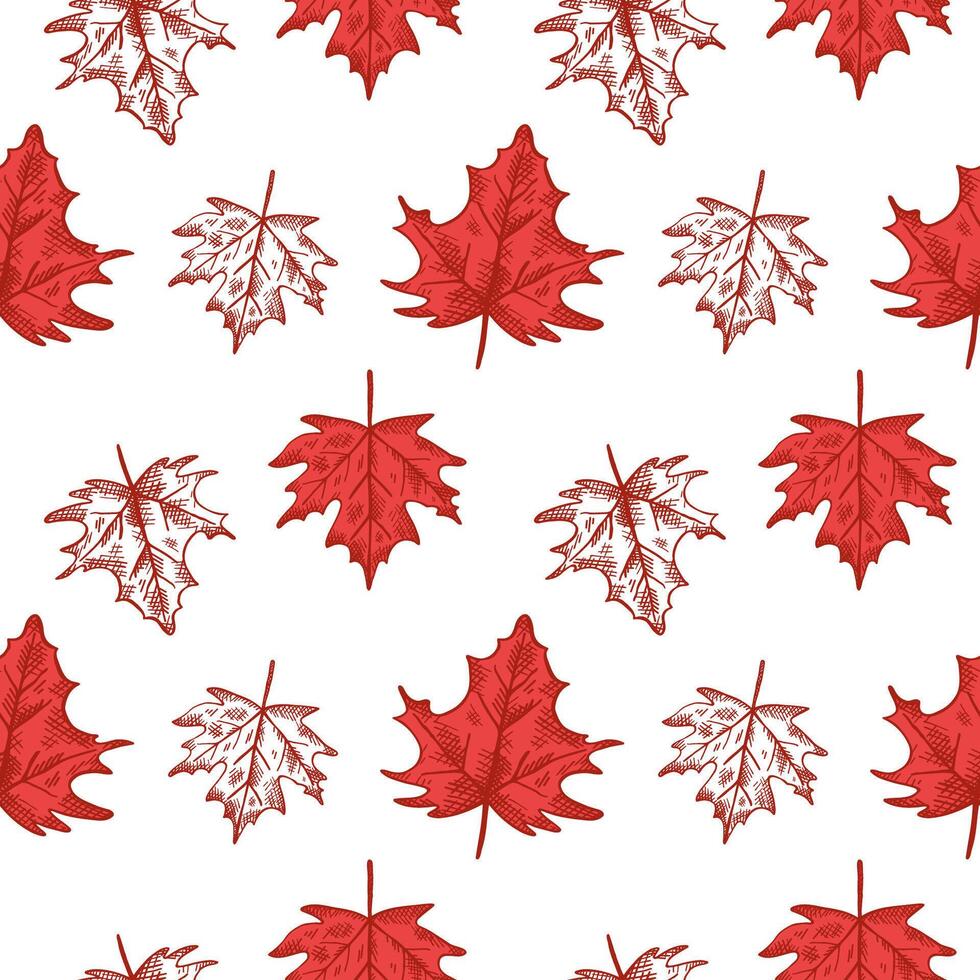 Red maple leaf engraved, seamless pattern with symbol of Canada. Hand drawn repeating background with leaves. illustration for congratulation of Canada Day, print, paper, card, poster, flyer vector