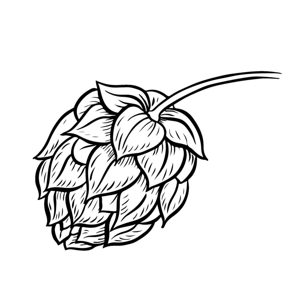 Cone of hop. A black-and-white hand-drawn illustration highlighted on a white background. Design elements for pub or restaurant menus, label and poster, logo and packaging vector
