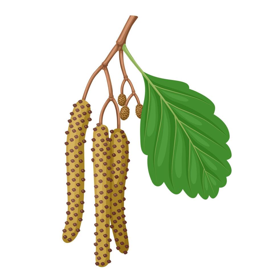 Illustration, twig of Alnus glutinosa, also called common alder or black alder, isolated on white background. vector