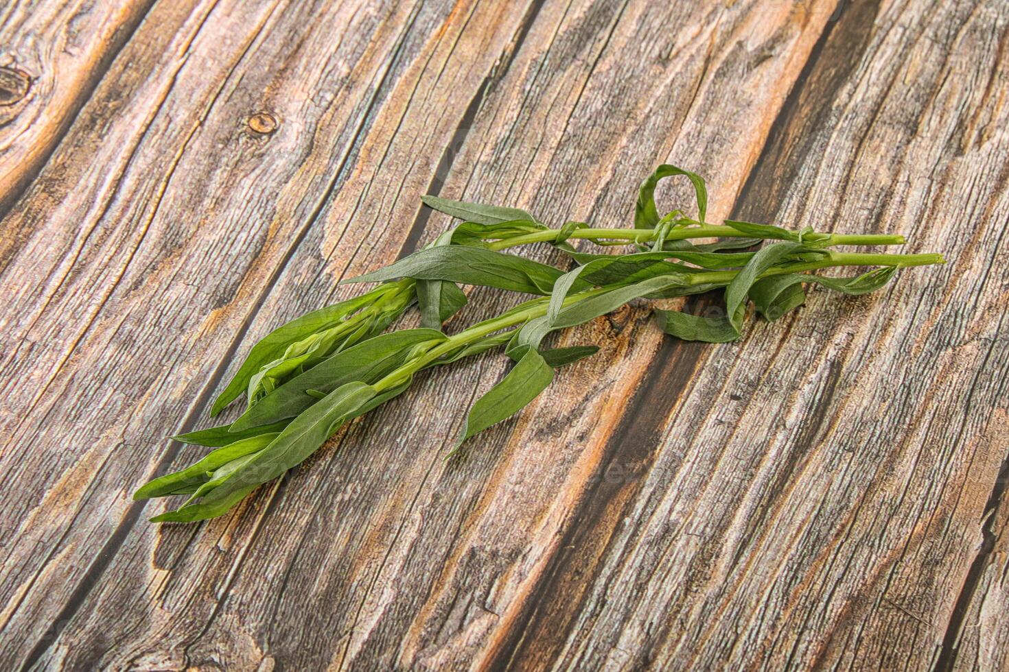 Green tarragon herb spice for cooking photo