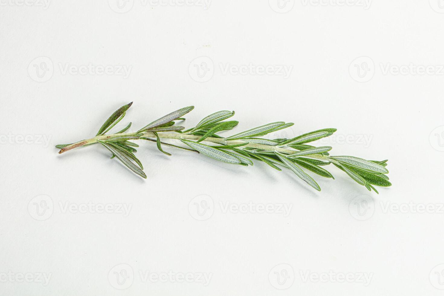 Rosemary branch - organic spicy herb photo
