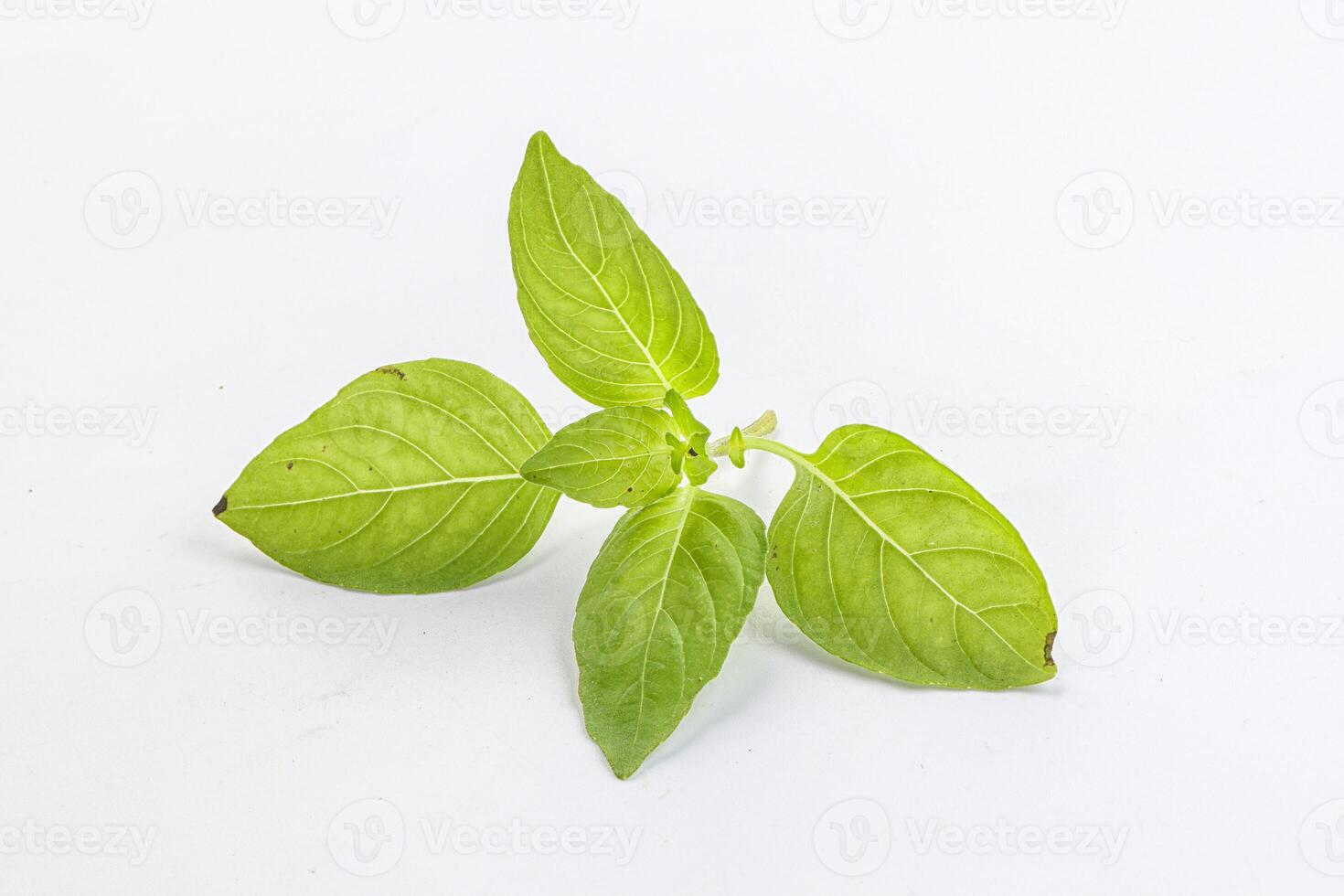 Raw green basil leaves seasoning photo
