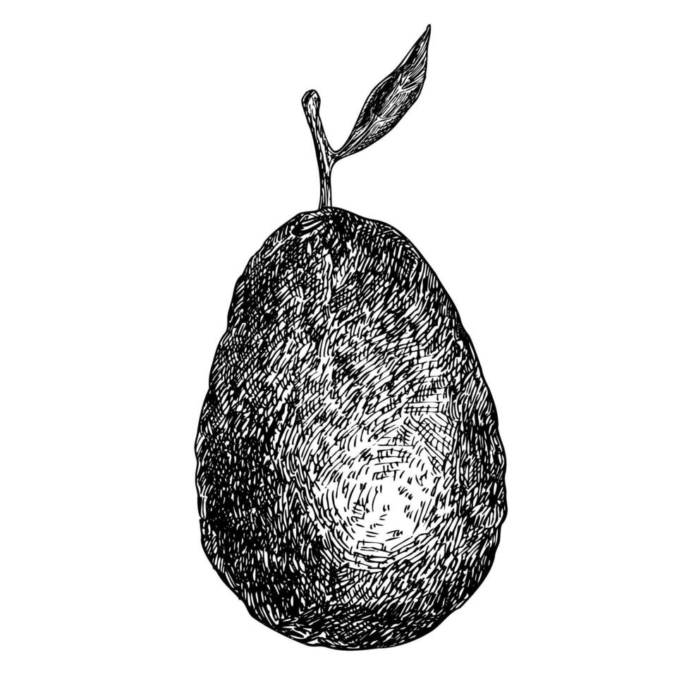 Avocado hass graphic illustration, hand drawn sketch of vegetable, leaf. Botanical drawing of tropical fruit. Engraving for food packaging design. Plant sketch vector