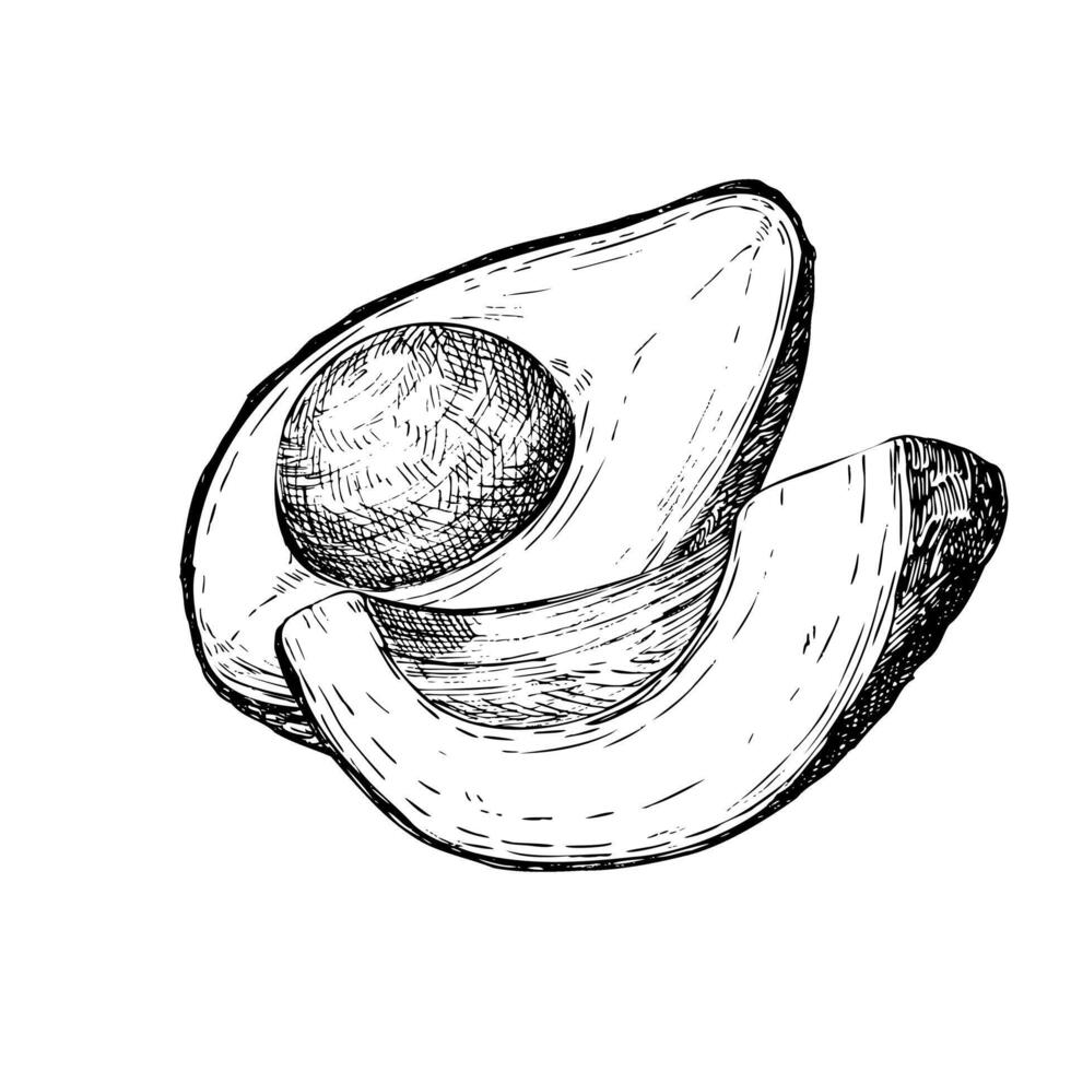Avocado hass graphic illustration, hand drawn sketch of vegetable,sliced avocado. Botanical drawing of tropical fruit. Engraving for food packaging design. Plant sketch vector