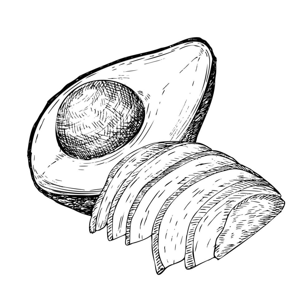 Avocado hass graphic illustration, hand drawn sketch of vegetable,sliced avocado. Botanical drawing of tropical fruit. Engraving for food packaging design. Plant sketch vector
