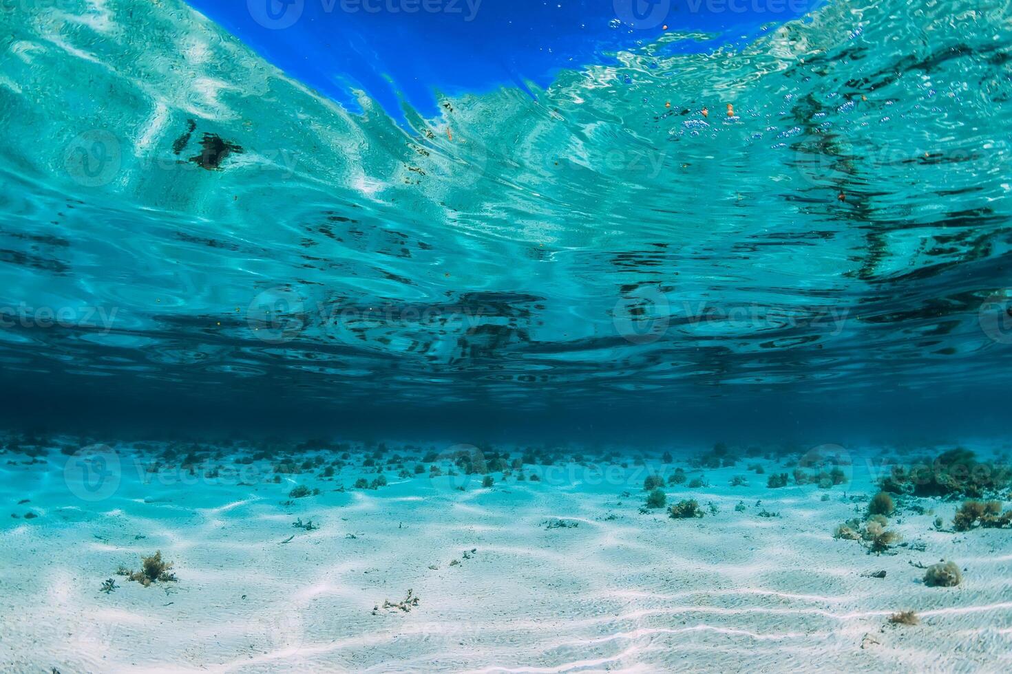Tropical turquoise ocean with sandy bottom underwater in Bahamas photo