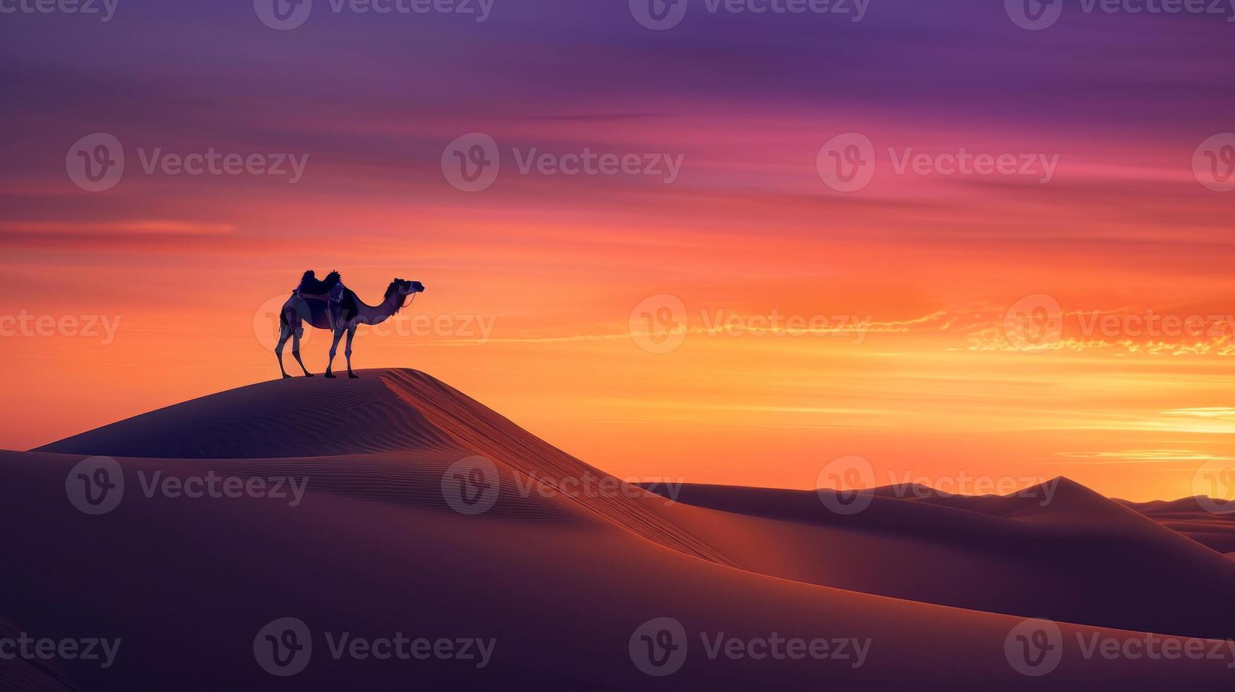 A camel on a sand dune at sunset, silhouetted against the red sky afterglow photo