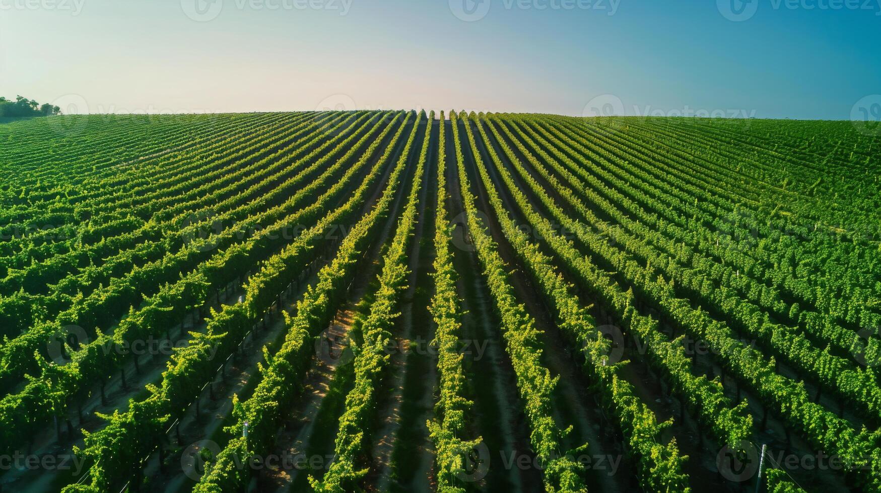 Rows of plants in a field seen from above under a clear sky photo