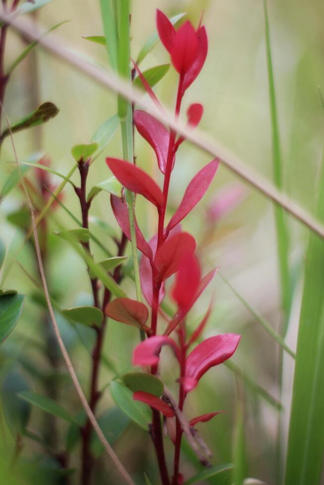 Image of flower plants and trees in the lake photo