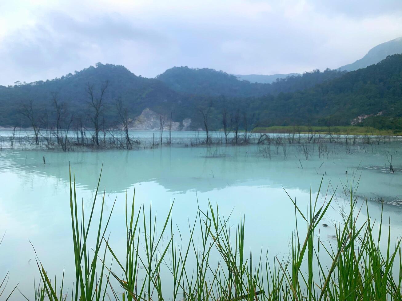 Image of flower plants and trees in the lake photo