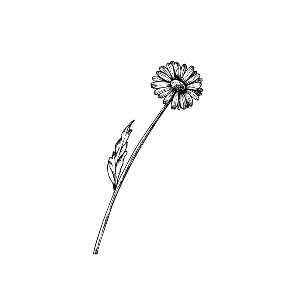 Chamomile. Hand painted linear flowers. Graphic daisy isolated on background. Botanical and wedding illustration. For designers, invitations, decoration, postcards, wrapping paper, scrapbooking vector