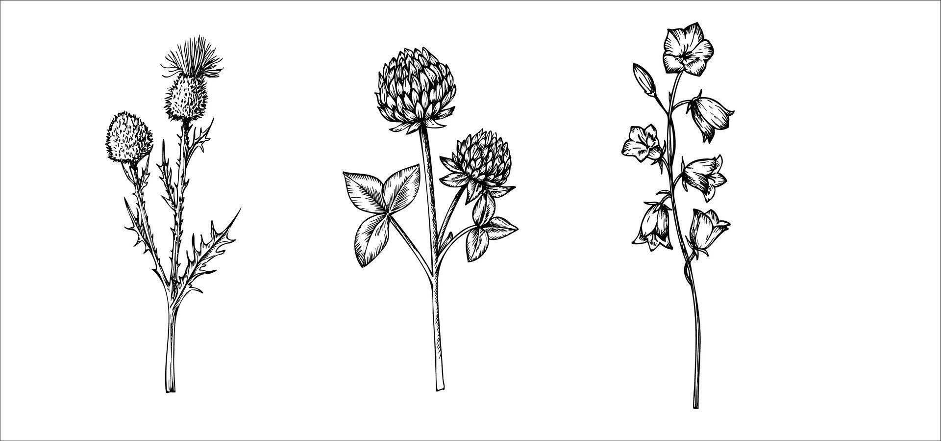 set of clover and bluebell, Burdock wildflowers. Hand painted meadow flowers. Graphic trefoil isolated on background. Botanical and wedding illustration. For designers, invitations, decoration vector