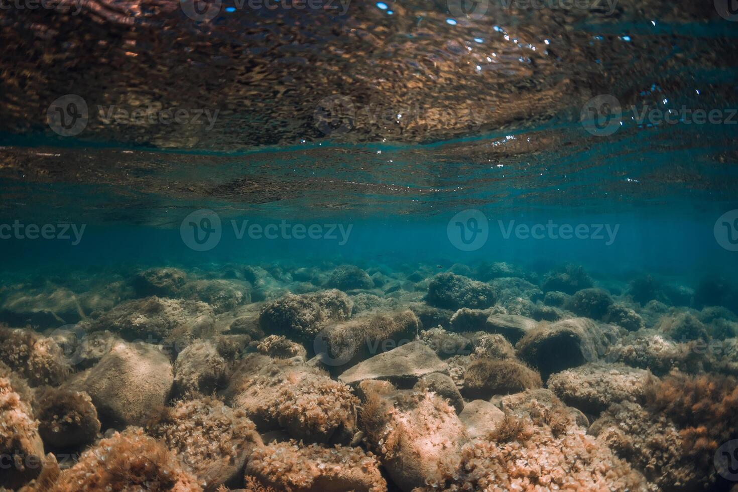 Underwater view with stones and seaweed in transparent sea. Sunlight in ocean photo