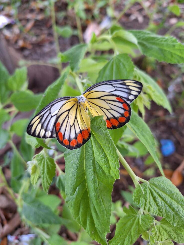 A butterfly in the backyard of my workplace, whether it is still alive or dead on the spot. photo