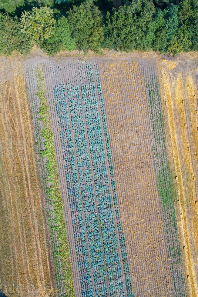 aerial drone view looking down from a bird's eye view at vegetable planted agricultural field in spring photo