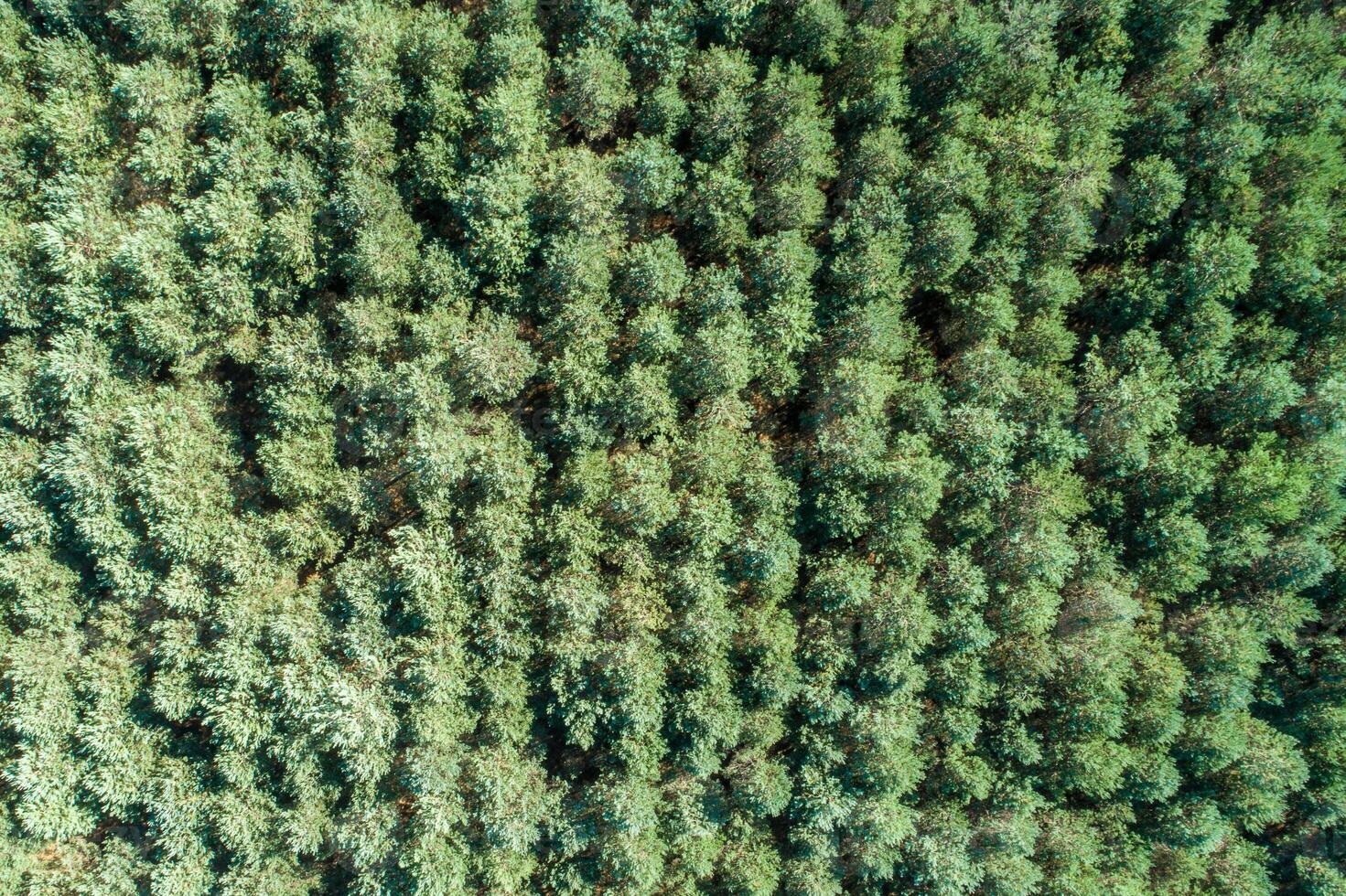 Forest and tree landscape texture abstract background, Aerial top view forest atmosphere area, Texture of forest view from above, Ecosystem and healthy ecology environment concepts. photo