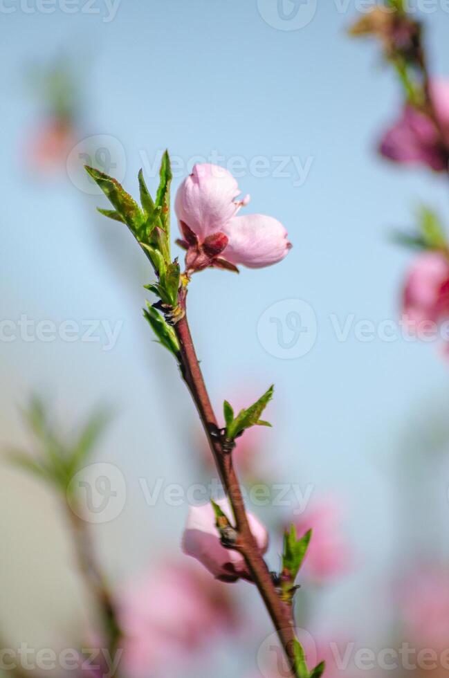 selectIve focus of macro view of the flowers of a peach tree in spring time photo