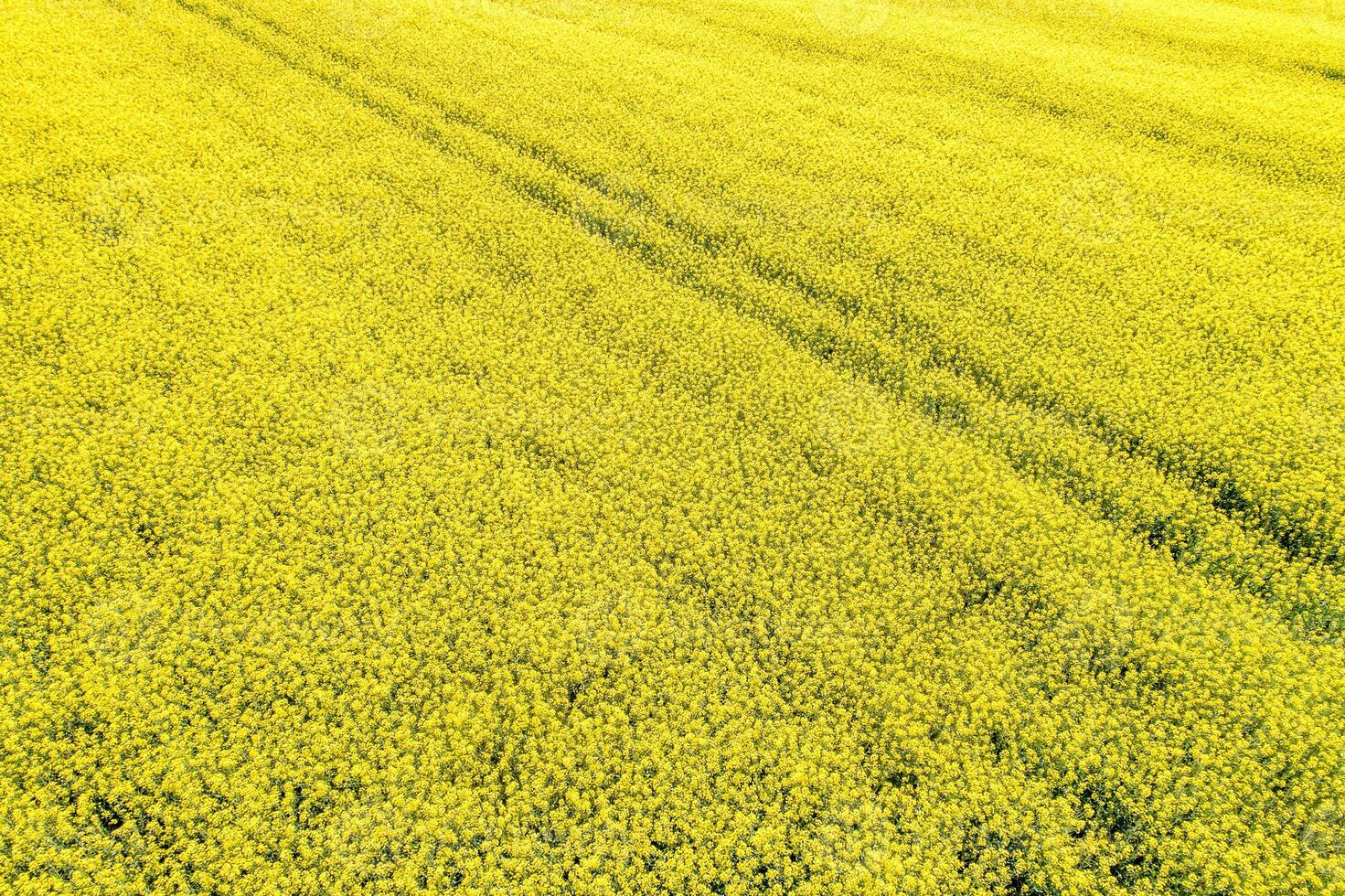 canola field flowering in spring seen from a drone photo