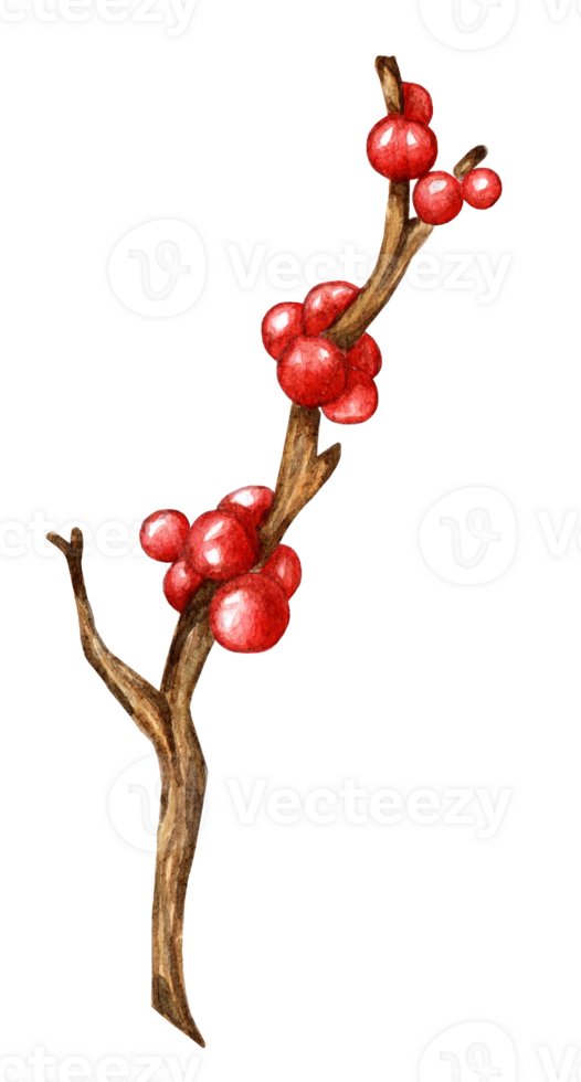 Twigs with red holly berries. Christmas and New Years watercolor illustrations of Mistletoe, Holly, Ilex. Colored botanical drawings. Isolated. Hand-drawn. png