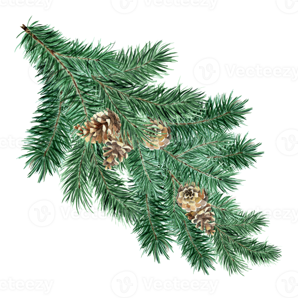 Green fluffy spruce, pine branch with cones. Watercolor illustration of Christmas and New Year decor. Pine, spruce, fir isolated. Drawn by hand. png