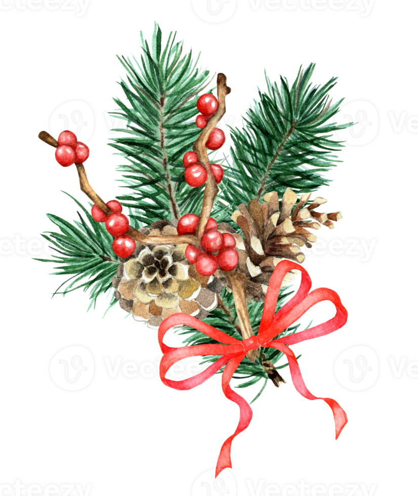 Watercolor Christmas composition with fir branches, cones and red ribbon. Hand painted traditional branches of Holly, Ilex, pine isolated. Drawn by hand. png