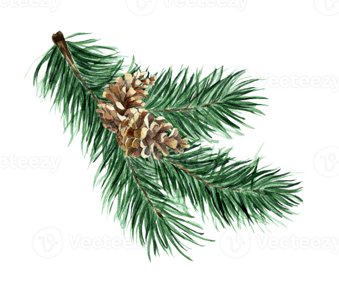 Christmas tree of coniferous branches and cones. Watercolor illustration Spruce branch with a cone. Pine branch. Isolated. Drawn by hand. png