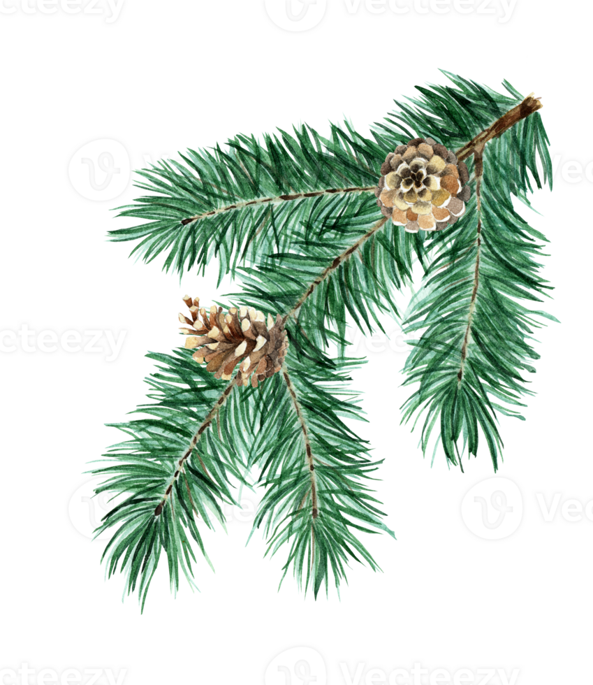 Christmas tree of coniferous branches and cones. Spruce branch with a cone. Pine branch. Watercolor illustration of Christmas decorations. Isolated. Drawn by hand. png