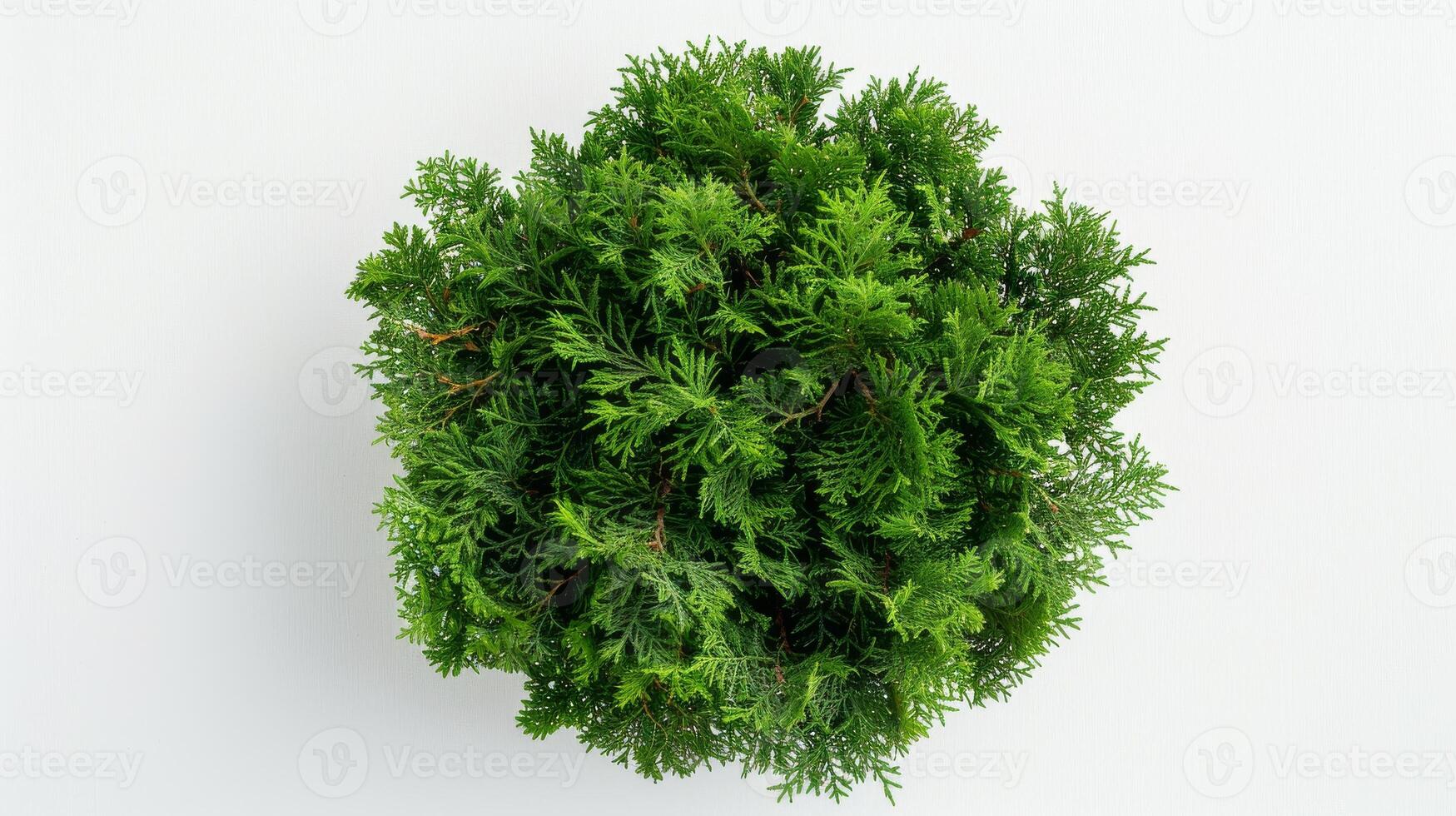Sacred Cedar of God photo