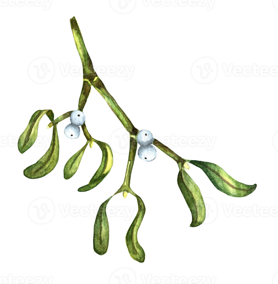 Mistletoe branch with berries. Watercolor illustration of Mistletoe officinalis. Isolated . Festive decor for New Year and Christmas. Drawn by hand. png