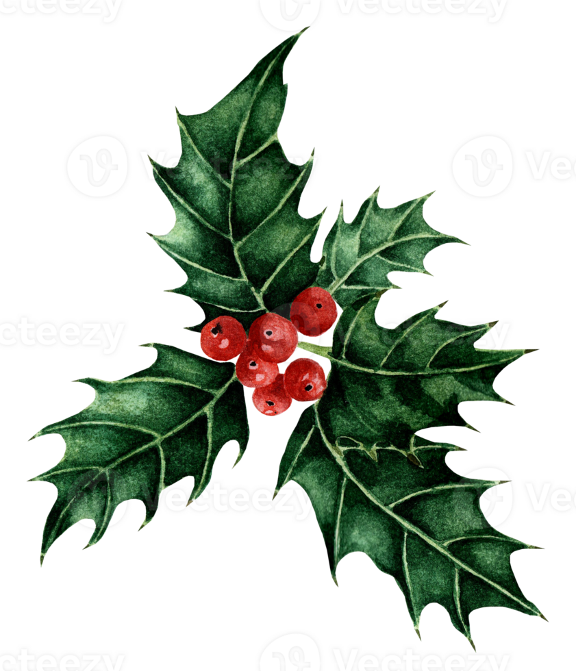 Christmas and New Year symbol Holly with red berries. Traditional festive watercolor illustration. Isolated. Drawn by hand. png