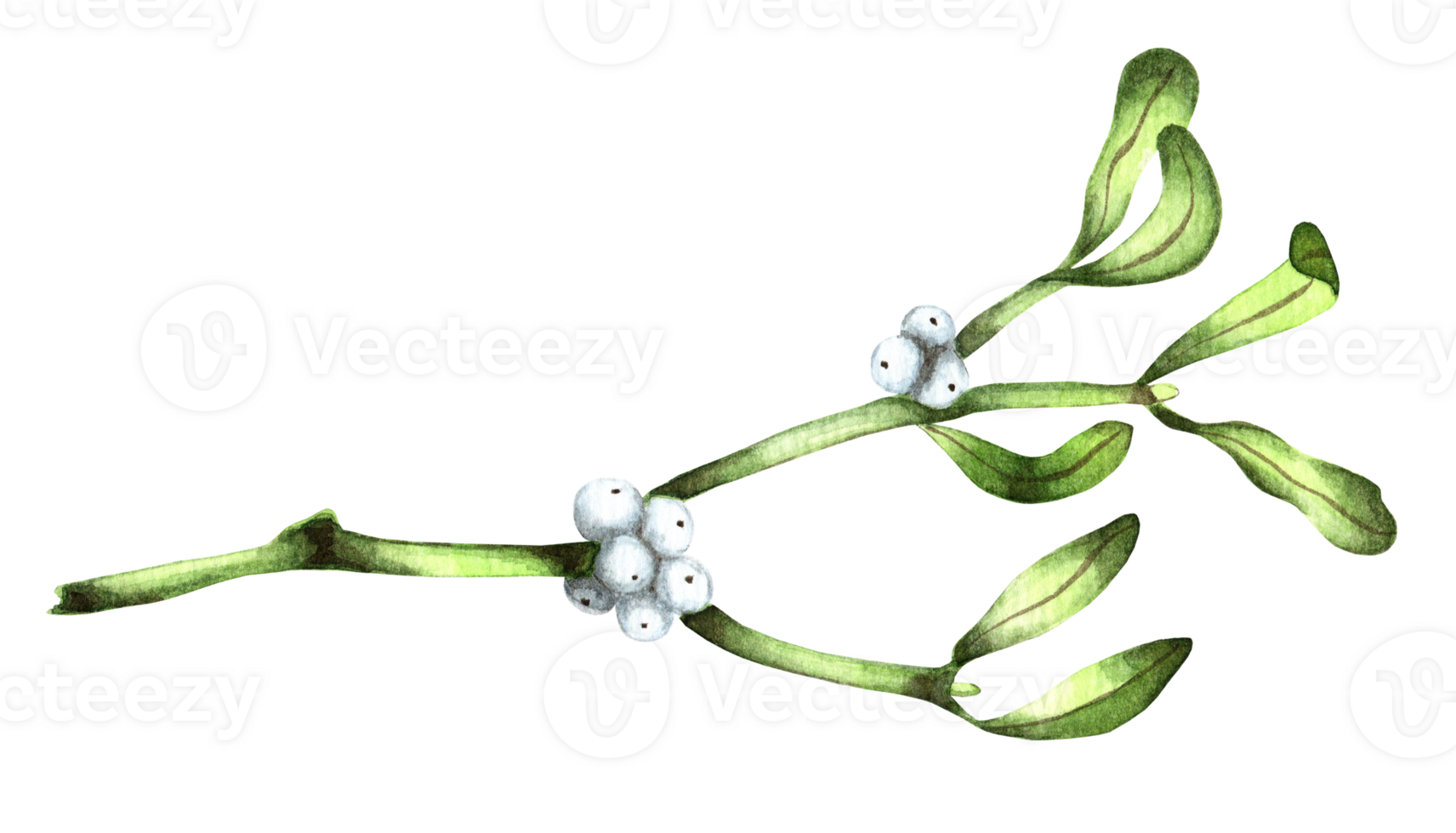 Mistletoe. Watercolor illustration of mistletoe sprig isolate for Christmas cards and decorative design. Drawn by hand. png