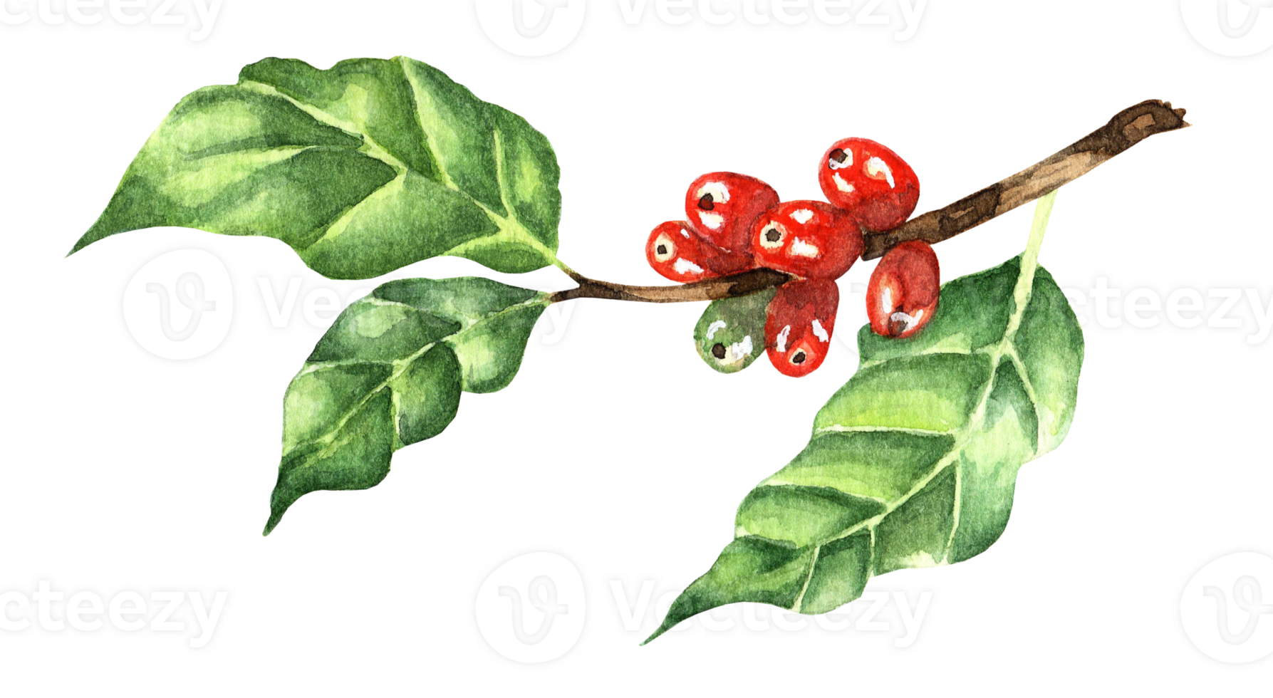 Branch of coffee with red beans. Watercolor illustration of arabica coffee. Isolated. Drawn by hand. png