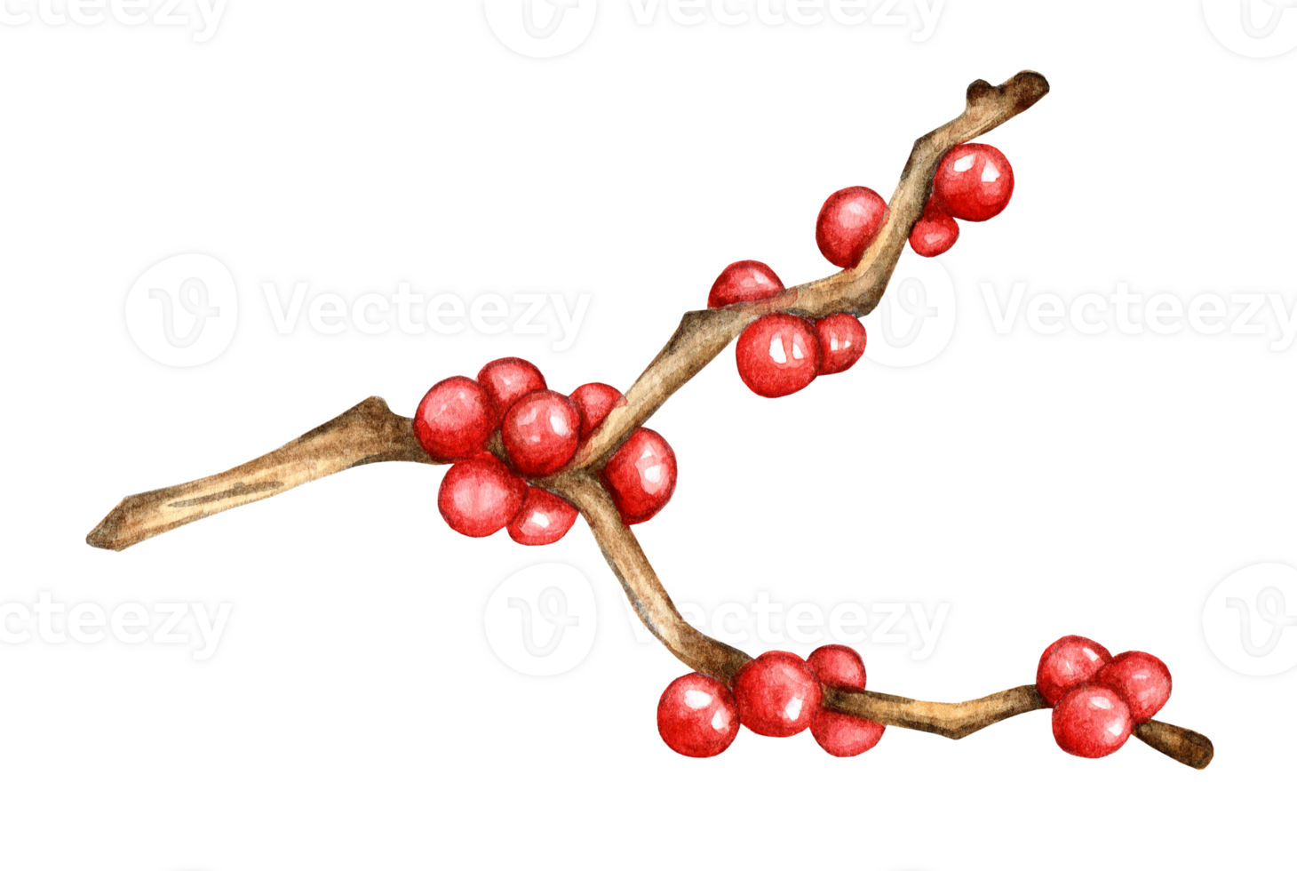 Realistic drawing of Holly, Ilex branch with red berries, mistletoe. Decor for Christmas and New Year. Watercolor twig with red berries. Isolated . Drawn by hand on paper. png