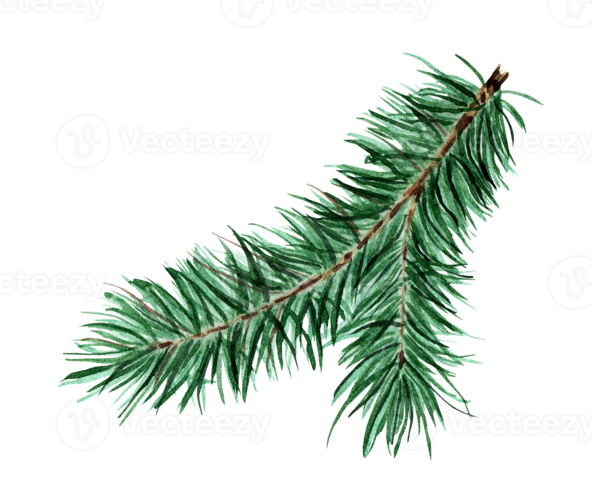 Green, fluffy coniferous branch. Christmas, New Year Watercolor illustration of fir, pine, fir. Isolated. Drawn by hand. png