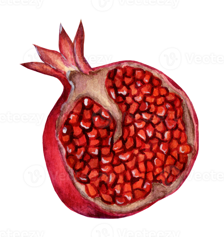 Half a pomegranate. Watercolor illustration of a pomegranate with grains. Juicy, ripe, sweet pomegranate isolated. Drawn by hand. png